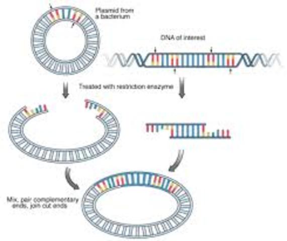 Recombinant DNA