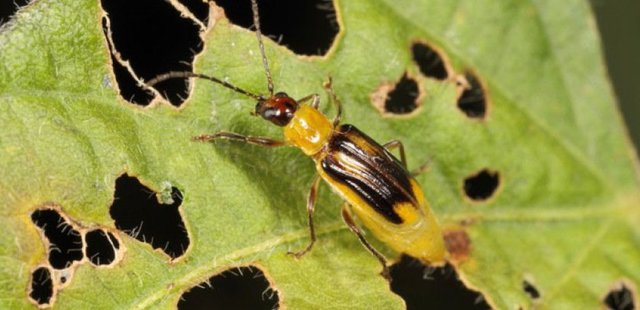 GMO-Resistant Pests Appear