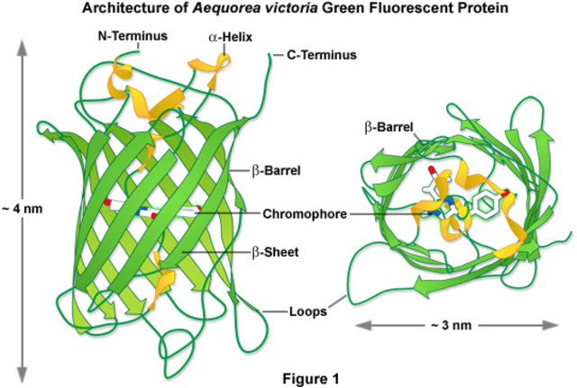 DISCOVERY OF FLUORESCENT PROTEIN IN JELLYFISH