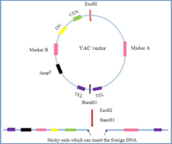 FIRST YEAST ARTIFICIAL CHROMOSOMES INVENTED