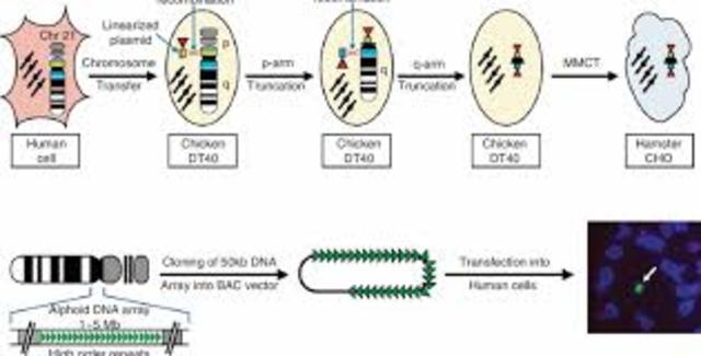 FIRST HUMAN ARTIFICIAL CHROMOSOME IS CREATED