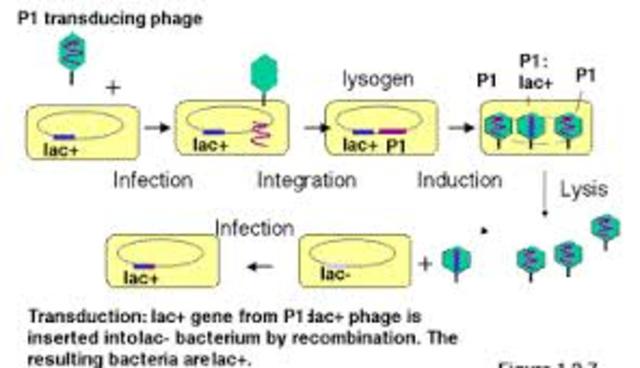 A STEP CLOSER TO CREATING FIRST ARTIFICIAL LIVING ORGANISM