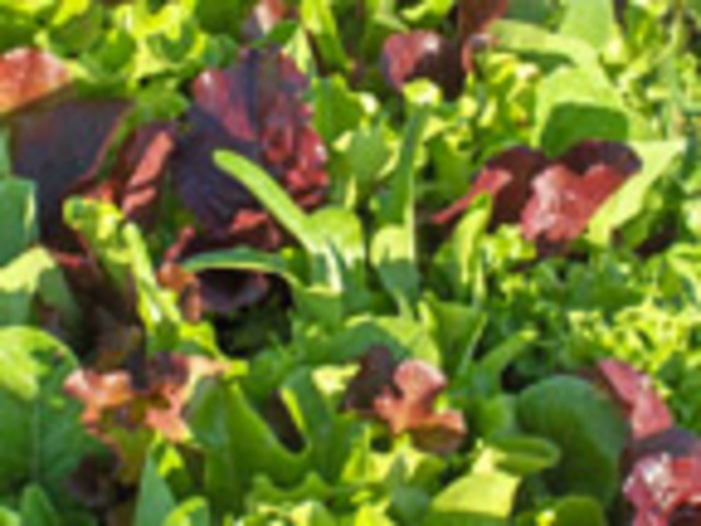 E. coli O157:H7, California