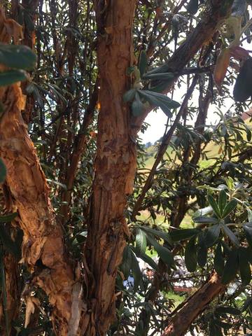 Selección de plantas