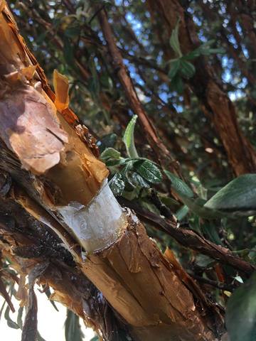 Aplicacion de hormona