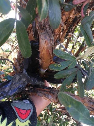 Aplicacion de sustrato