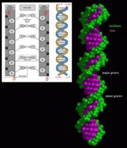 Las enzimas de restricción (1950 – 1960) Genética
