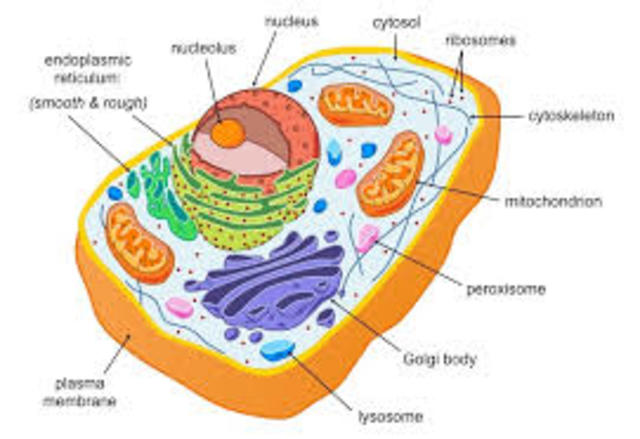 Fisrt Eukaryotic cells