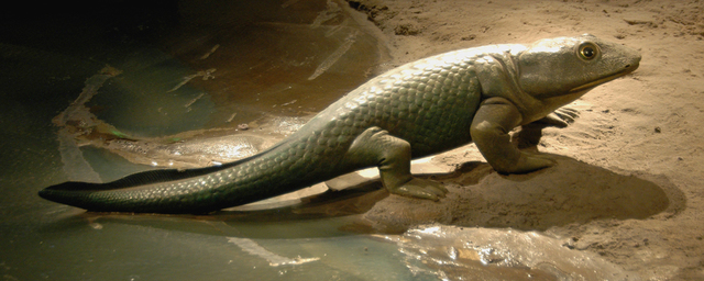 Conquista de la terra fora de l'aigua