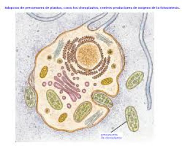 Primera cèl·lula eucariota