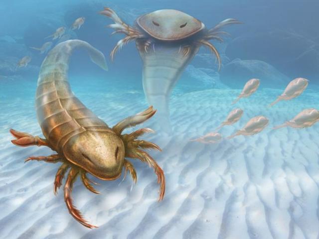 Vida de plantes i insectes terrestres