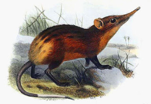 El primer mamifer de la terra