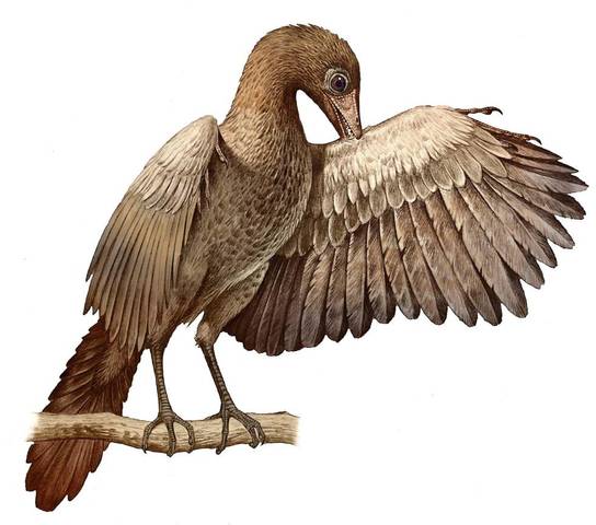 Els primer animals voladors