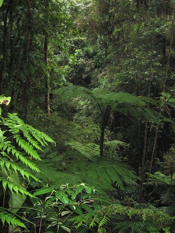 Primers boscos (helechos)