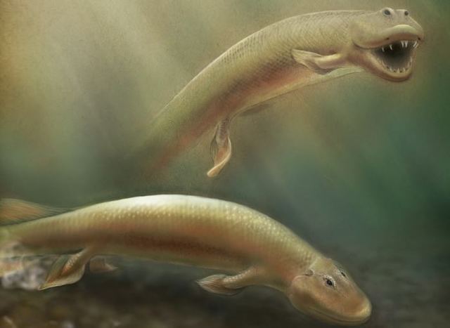 Els animals es mounen