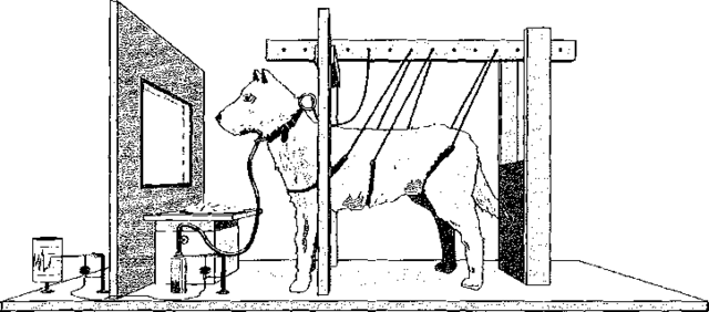 El Condicionamiento Clásico