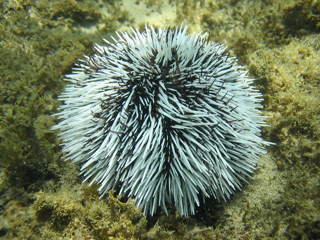 Projeto Ouriço Branco - FN/ Atol das Rocas