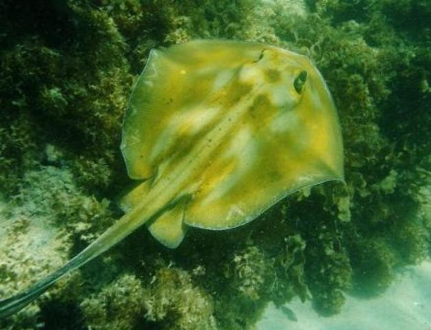 Projeto Raia de Fogo - RN