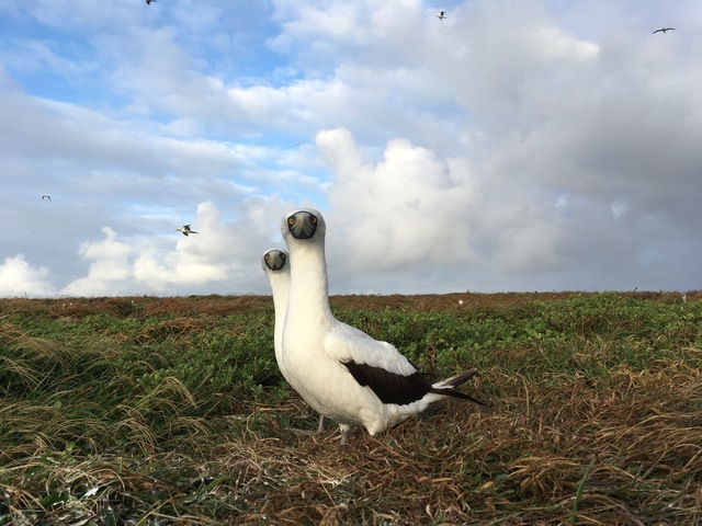 Projeto Aves de Fernando de Noronha - PE