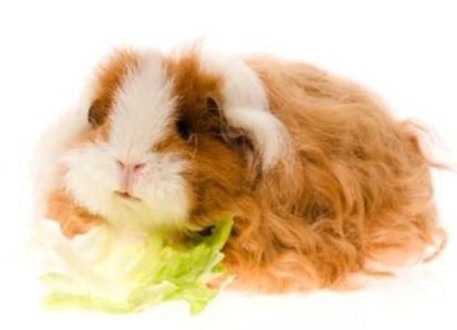 Guinea pigs
