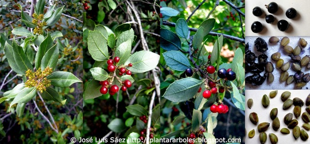 Alimentacion en el paleolítico inferior