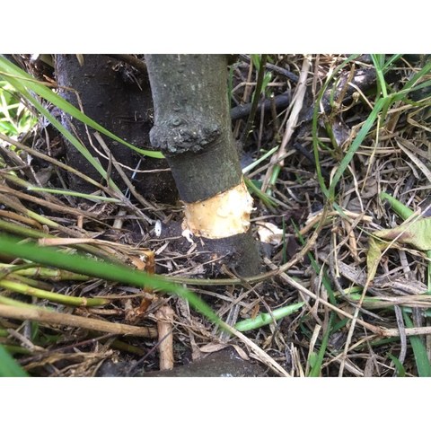 Extraccion de la corteza