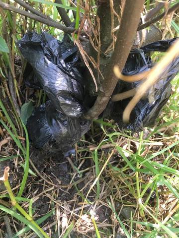 Aplicacion de sustrato