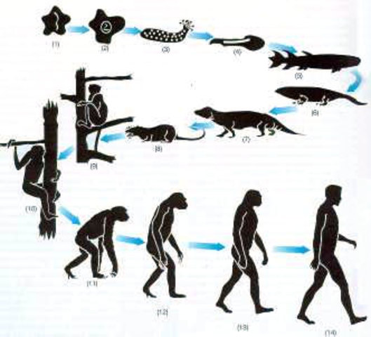 Evolución orgánica