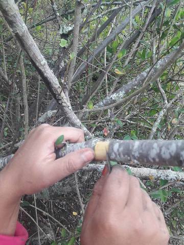 Elaboración de los acodos aéreos