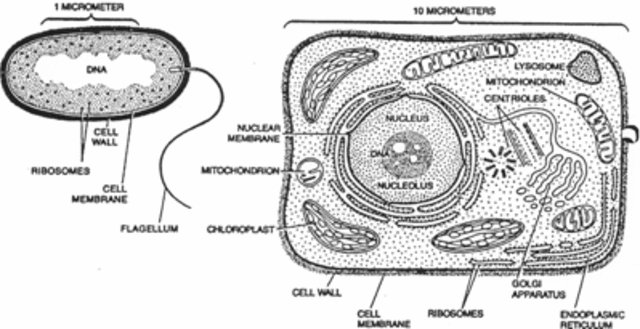 First Eukaryotic cells