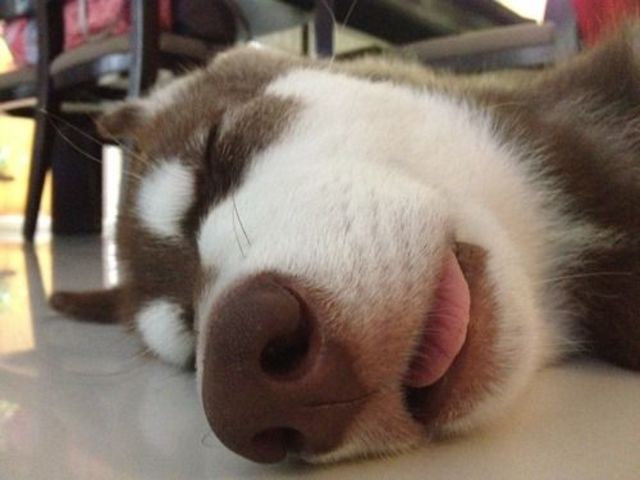 the evolution of dog