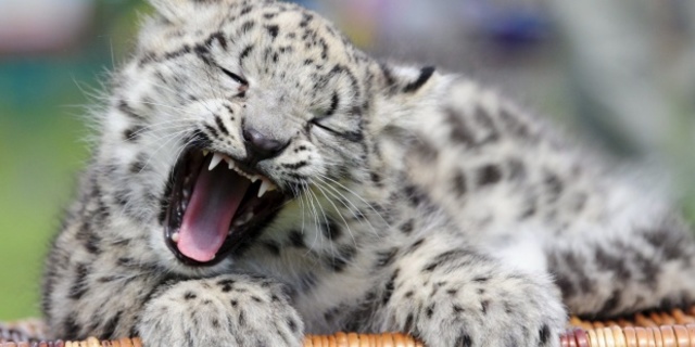 Leopardo de las nieves