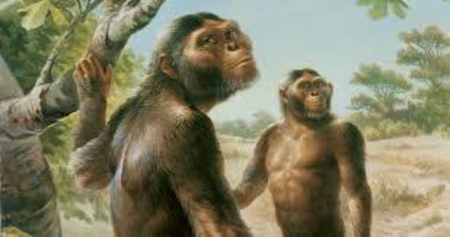 Australopithecus Africanus