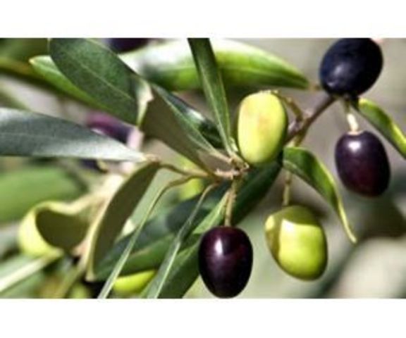 Roma Antigua (6000 a.C)