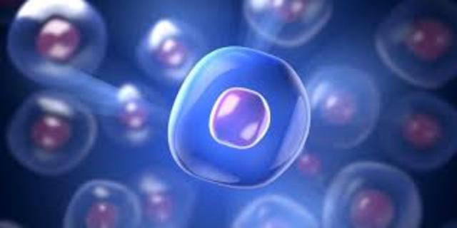 PRIMERA CÉLULA EUCARIOTA