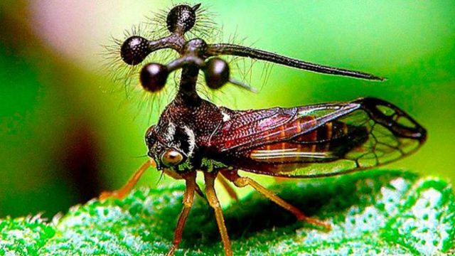 Primers insectes i plantes