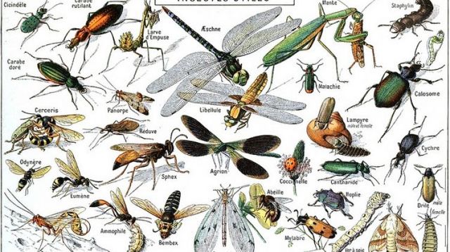 PRIMERS INSECTES