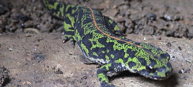 Primers anfibis fora de l'aigua