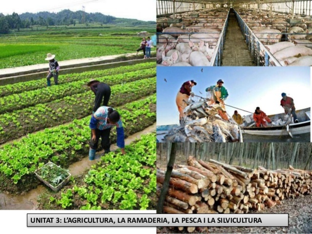 L'agricultura en els primers temps