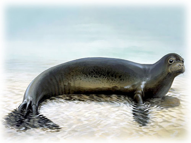 La foca monje del caribe