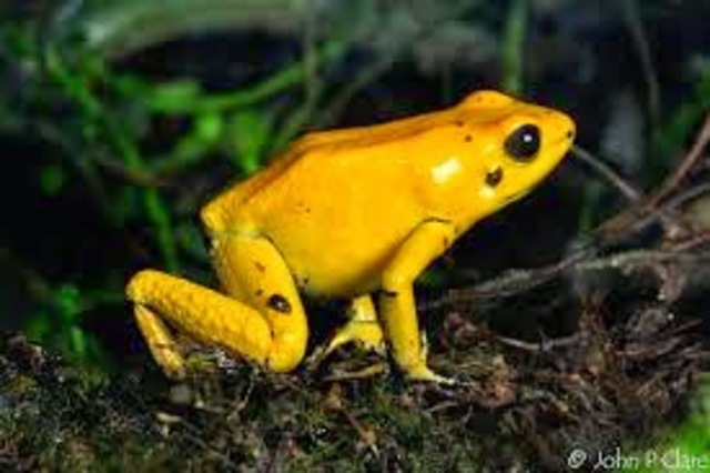 RANA AMARILLA DE MARACAY