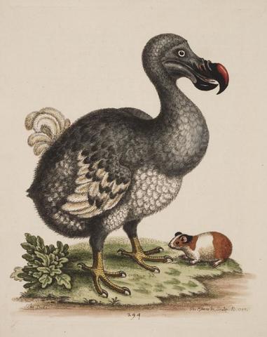 El dodo