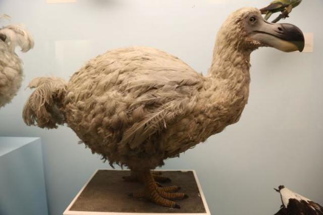 DODO