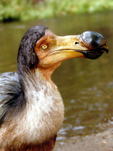 El Dodo
