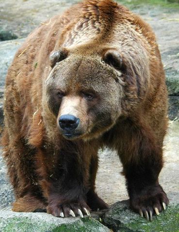 OSO GRIZZLY DE CALIFORNIA