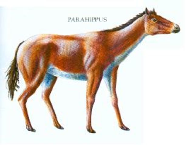 Parahippus