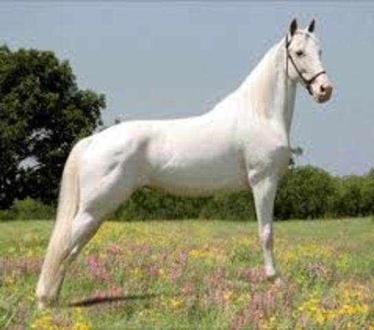 Caballos Albinos