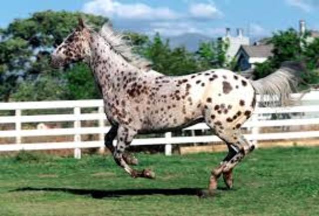 CABALLOS APPALOOSA
