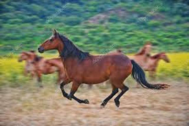 CABALLOS MUSTANG