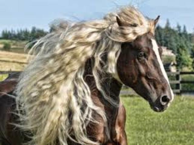 CABALLO BLACK FOREST